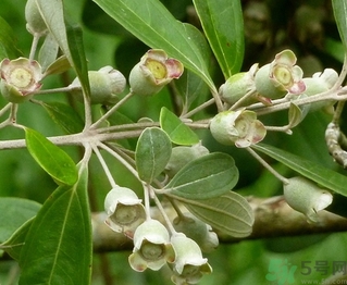 桃金娘怎么吃(桃金娘怎么吃)