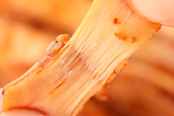 怎样挑选牛筋,牛板筋和牛筋