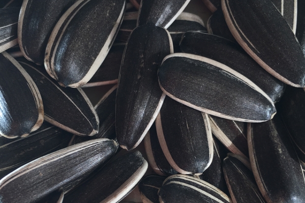 葵花籽药用价值,葵花籽营养价值及功效