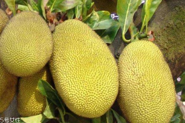 菠萝蜜挑选方法,菠萝菠萝蜜怎么挑选