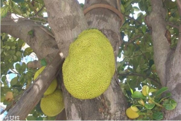 菠萝蜜的食用禁忌,菠萝蜜的禁忌和食用方法