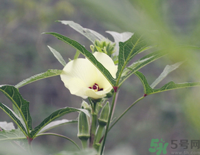 黄秋葵花的药用价值(黄秋葵花的药用价值)