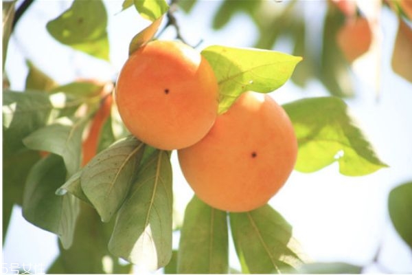 柿子醋的功效和作用及禁忌,柿子醋的功效和作用坏处