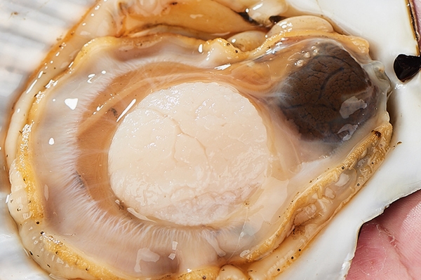 扇贝的禁忌人群,扇贝不适宜人群 扇贝的禁忌人群,扇贝不适宜人群