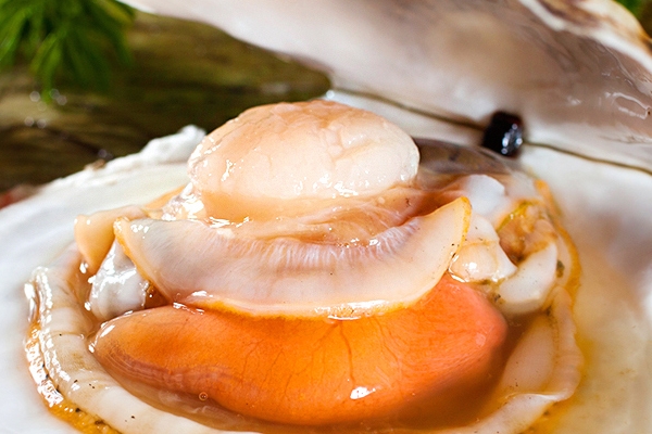 扇贝烹饪方法,扇贝怎么做菜