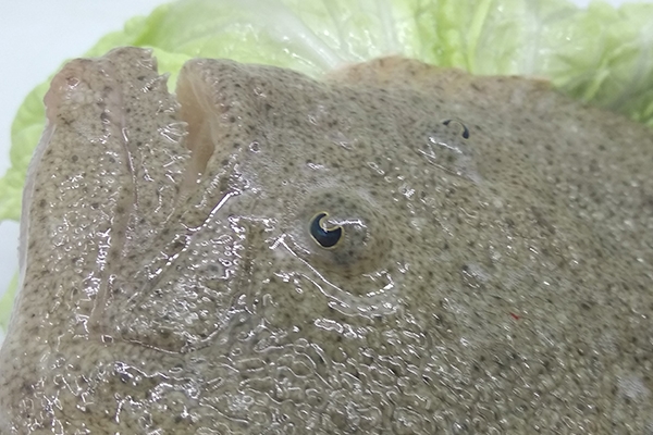 如何鉴别有毒多宝鱼,多宝鱼的处理