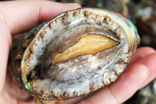 鲍鱼知识大全,关于鲍鱼的吃法有什么简单的方法吗