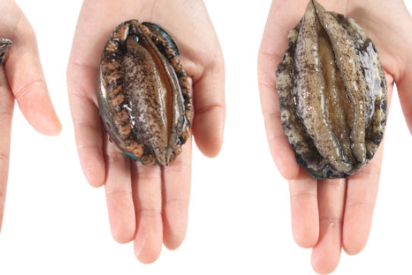 鲍鱼知识大全,关于鲍鱼的吃法有什么简单的方法吗 鲍鱼知识大全,关于鲍鱼的吃法有什么简单的方法吗