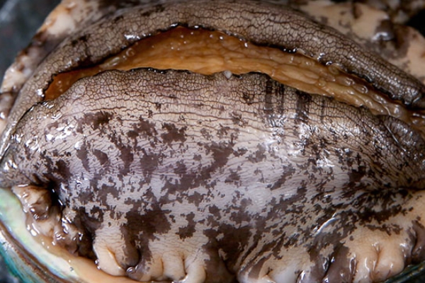 鲍鱼知识大全,关于鲍鱼的吃法有什么简单的方法吗