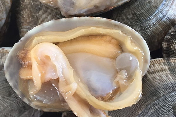 花甲有什么用,花甲的禁忌