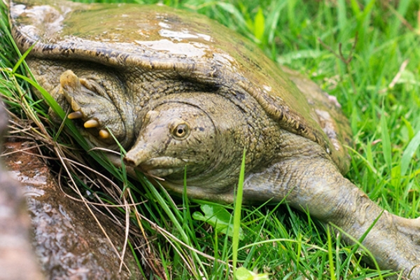 吃甲鱼的注意事项,吃甲鱼注意什么