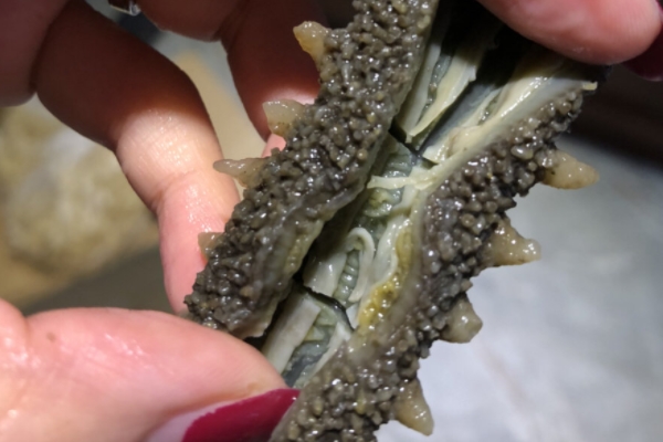 海参有什么功效?,海参中医的功效和作用