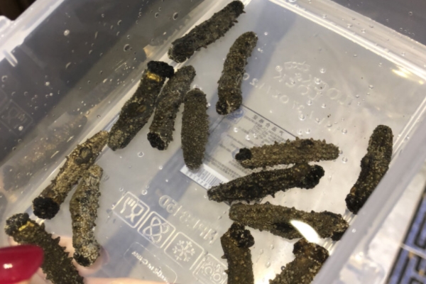 海参知识,海参科普小知识