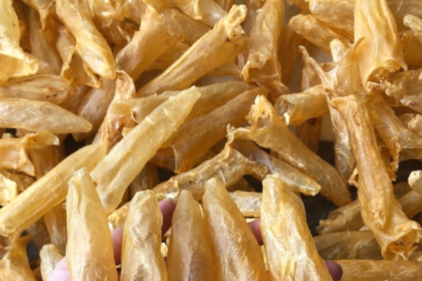 普通鱼胶如何浸泡,鱼胶正确泡法 普通鱼胶如何浸泡,鱼胶正确泡法