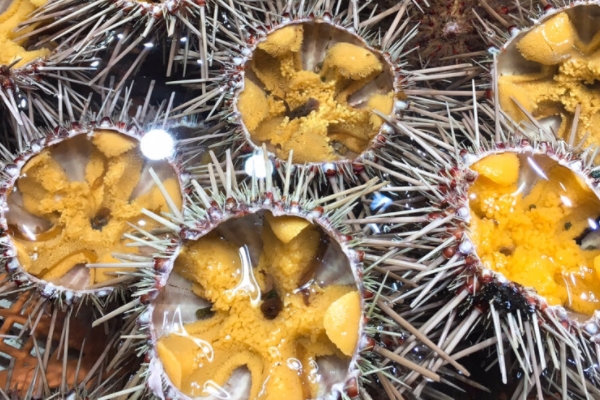 海胆怎么挑选,海胆哪里买