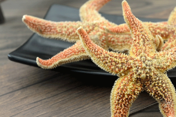 海星汤的功效和作用,海星可以煲汤喝吗