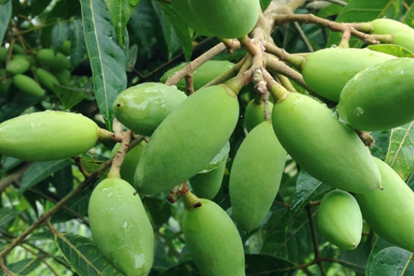 青橄榄猪骨汤的做法,青橄榄猪骨头熬汤