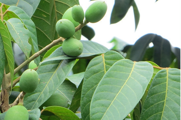 橄榄的经济价值,橄榄的营养价值