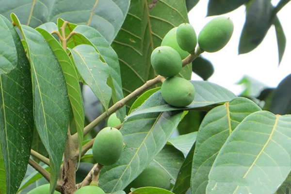 橄榄汤的做法的功效和作用,橄榄煲汤放什么料最好