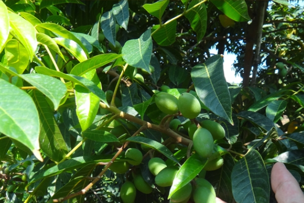 橄榄有什么用,橄榄咋食用 橄榄有什么用,橄榄咋食用