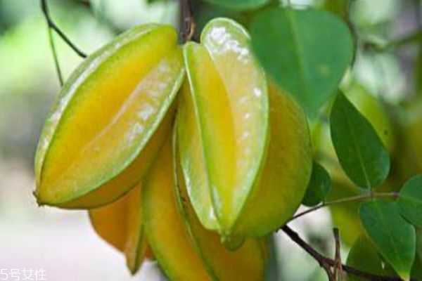 哪些人不适合吃杨桃,哪些人不能吃杨桃