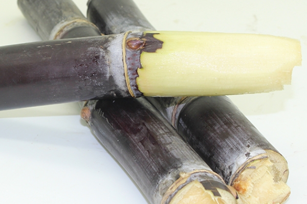 甘蔗的品种有哪些品种,甘蔗的品种有哪些品种带图