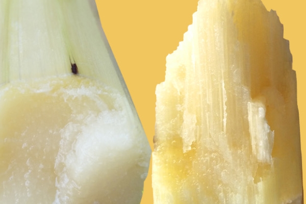 甘蔗小知识,甘蔗的知识