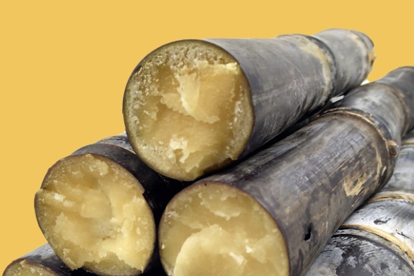 甘蔗小知识,甘蔗的知识