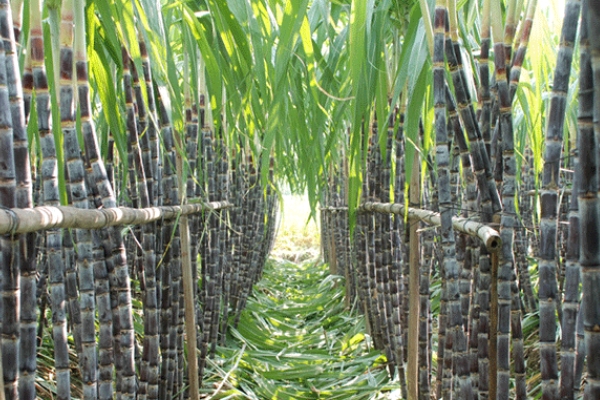 甘蔗小知识,甘蔗的知识