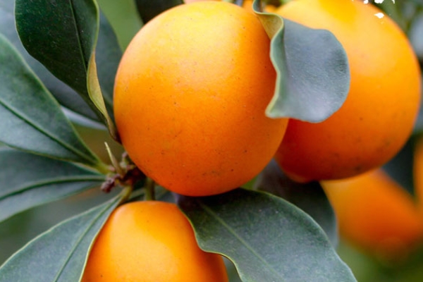 金桔小知识点,金桔小知识