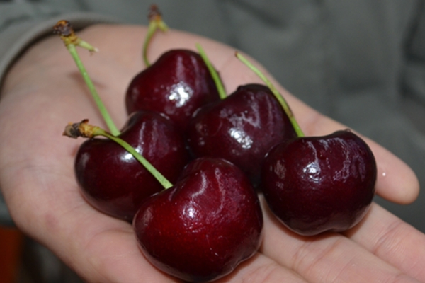 车厘子介绍资料,车厘子介绍语