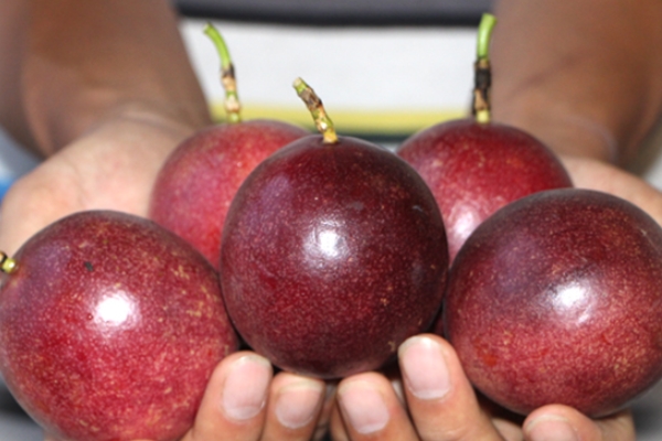 百香果的食用价值,百香果的食用价值和方法