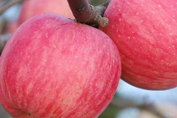 红富士苹果的营养价值,红富士的营养价值和功效