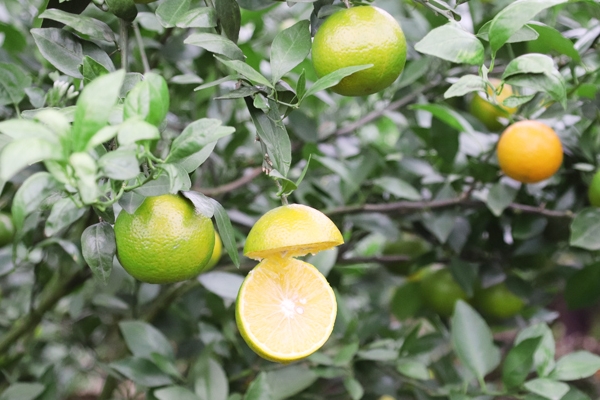 皇帝柑可以空腹吃吗,皇帝柑能不能多吃