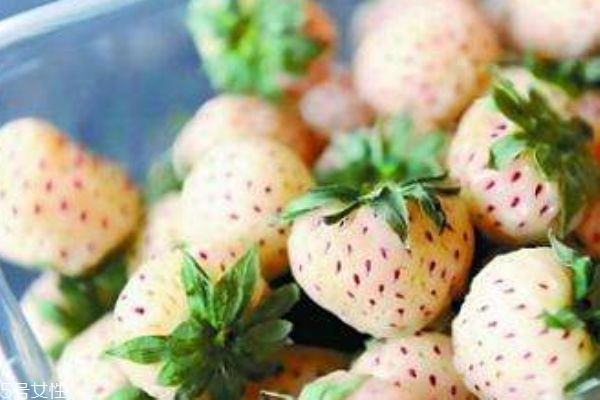 白色草莓多少钱一斤,白草莓价格