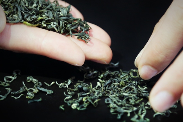 绿茶小知识,绿茶小知识点