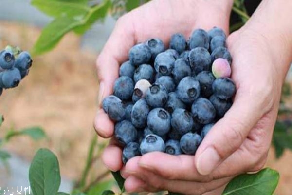 来月经可以吃蓝莓吗会有影响吗,来月经可以吃草莓吗