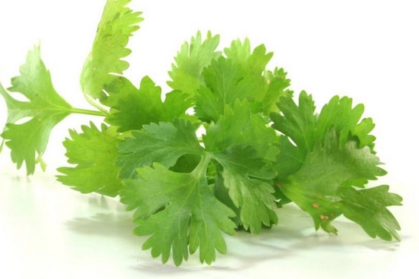 香菜的副作用对男人,香菜的副作用对女人