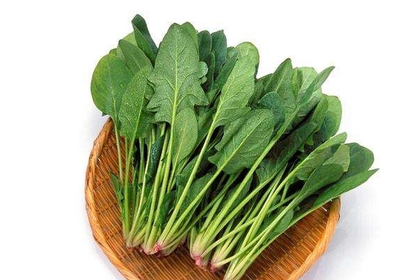 菠菜小知识,菠菜的知识