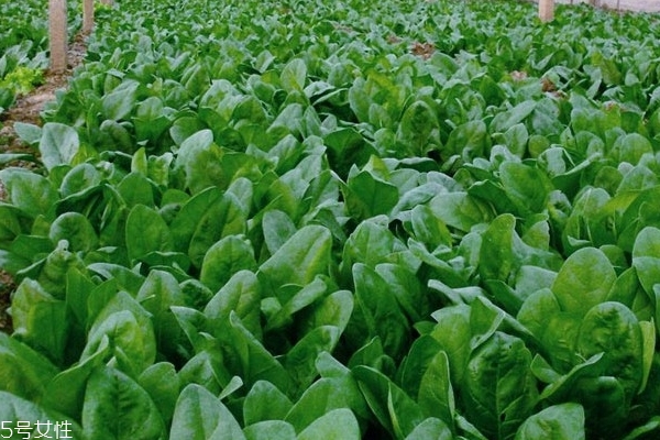 菠菜小知识,菠菜的知识
