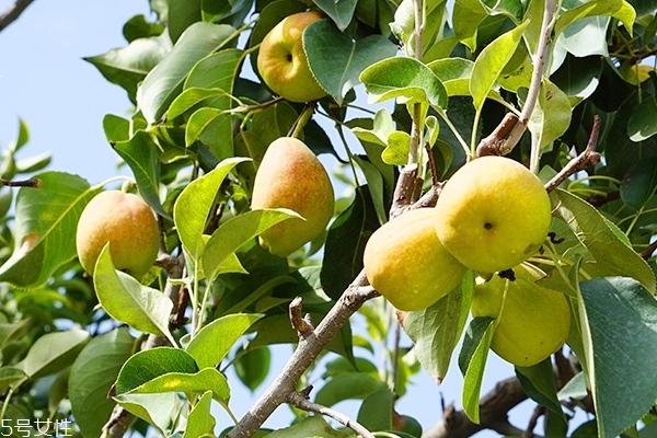 什么样的香梨,香梨的吃法有哪些