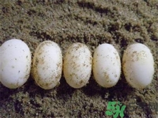 食用乌龟蛋的注意事项(乌龟蛋的食用方法)