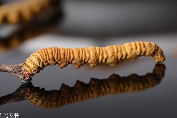 冬虫夏草吃起来是苦的什么原因,冬虫夏草吃了是不是苦的