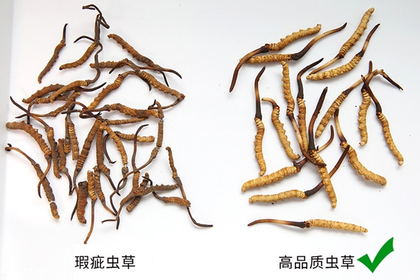 冬虫夏草适合什么人群吃?有哪些禁忌,冬虫夏草适合什么人群吃