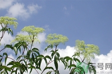 接骨木性状(接骨木性状)