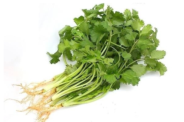 秋天种植的蔬菜有哪些品种,秋冬季蔬菜种植品种