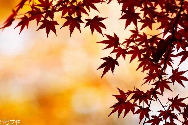 秋季吃什么蔬菜去火效果最好,秋季吃什么蔬菜去火气