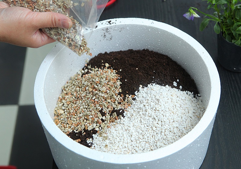 盆栽三色堇的养殖方法,三色堇用什么花盆 盆栽三色堇的养殖方法,三色堇用什么花盆