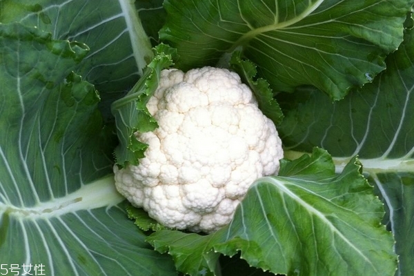 花菜小知识,怎样的菜花