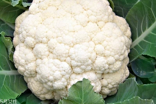 菜花需要用热水烫吗,花菜要用开水烫吗